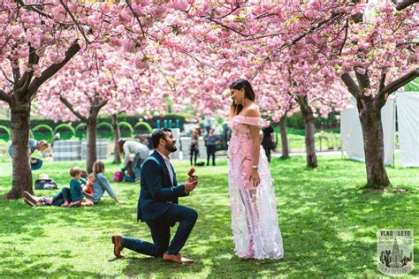 Cherry Blossoms (marriage agency)